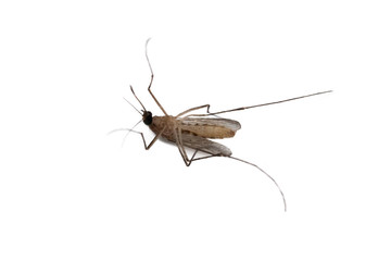 Close-up on isolated dead mosquito