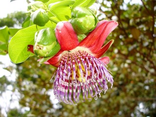 Passion Fruit in the park