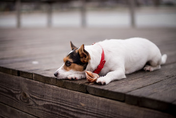 sea dog
