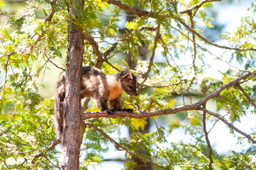 Wild pine martine in a tree in ontario canada