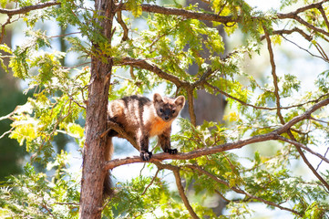 Wild pine martine in a tree in ontario canada