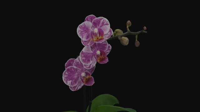 Time-lapse of opening pink and white Phalaenopsis orchid 1e1 in PNG+ format with ALPHA transparency channel isolated on black background
