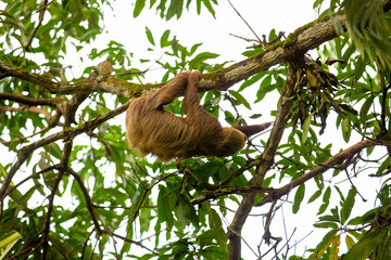 Hoffmann's two-toed sloth, full