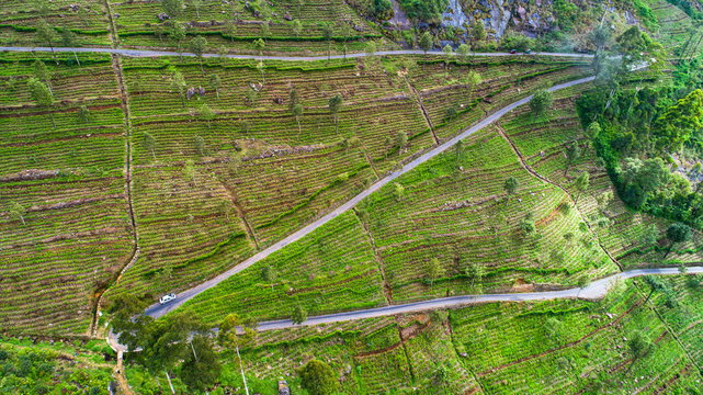 Aerial. Famous green tea plantation landscape view from Lipton's Seat, Haputale, Sri Lanka.