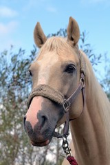 Palomino filly