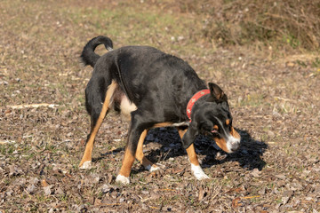 Appenzeller Mountain dog shaking his head