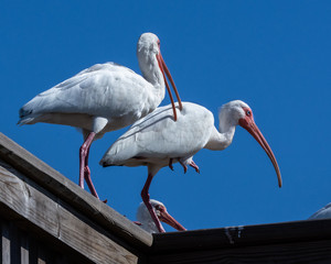 A white ibis trying to make a point or two!