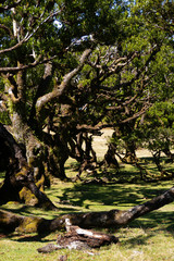 Lorbeerwald Fanal, madeira