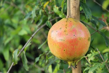 Pomegranate fruit on tree with the nature