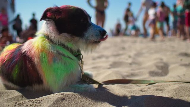 Dog painted in mixed colors sitting on the hot beach and breathing with opening mouth looking around. At background people enjoying to vacation, swimming and having fun. Families outdoor at weekend