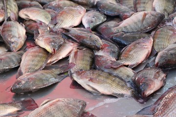 Fresh fish for cooking at street food