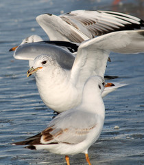 Adult Common gull (Larus canus) in winter plumage on ice, Belarus