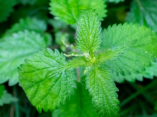 Leaves