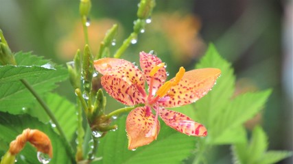 Garden Leopard flower