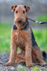 One-year-old Airedale Terrier in the forest	