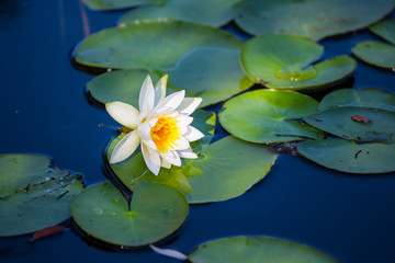 Obraz na płótnie Canvas closeup white water lily floating on a summer lake