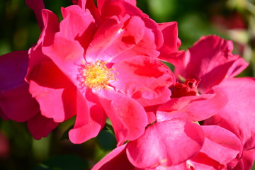 Rose flowers, macro