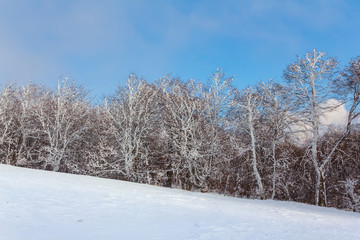 forest growth on a hill slope in a snow, winter forest landscape