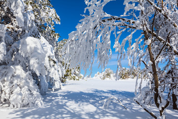 view from the winter snowbound forest to a glade