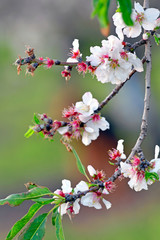 Almond blossoms