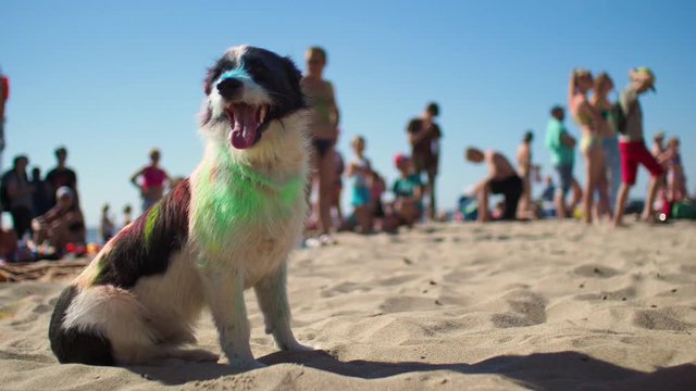 Dog painted in mixed colors sitting on the hot beach and breathing with opening mouth looking around. At background people enjoying to vacation, swimming and having fun. Families outdoor at weekend