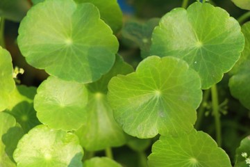 Asiatic pennywort at organic with the nature