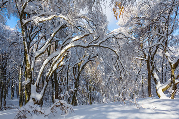 beautiful winter snowbound forest, winter season scene