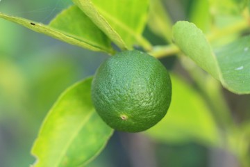 Lemon fruit on the tree with nature