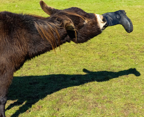 Humorous image of a rescue donkey in a paddock, about to throw a gumboot from his teeth. Spring sunshine with shadows. Oxfordshire - 249721906