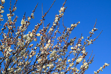 梅の花と青空