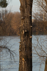 Baum mit Pilzen (Zunderschwamm)