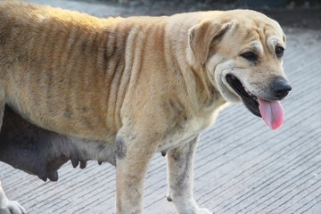 Brown dog cute is staring on floor
