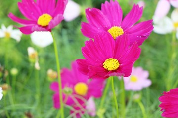 Obraz premium Beautiful cosmos colorful flowers in the garden