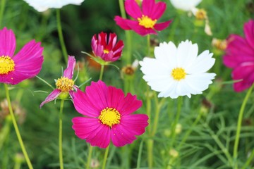 Beautiful cosmos colorful flowers in the garden