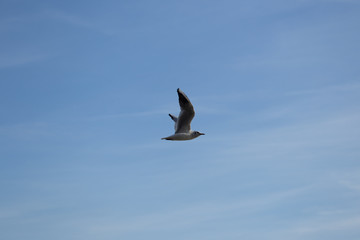 Möwe am Rhein fliegend (im Flug)