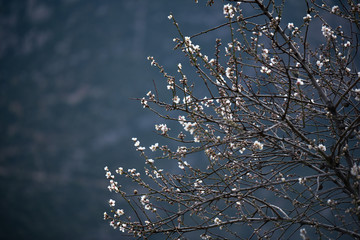 An almond tree, Αμυγδαλία.