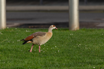 Nilgans Nilgänse Alopochen aegyptiaca auf Rasen  