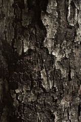 Closeup Texture Bark Of A Tree