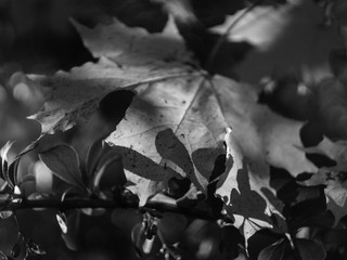 Autumn foliage in closeup