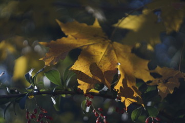 Autumn foliage in closeup