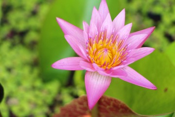 Fototapeta premium Beautiful lotus in the pond with nature