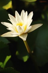 Beautiful lotus in the pond with nature