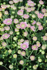 Chrysanthemums flower is beautiful in the garden
