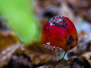 Amanita in the autumn forest