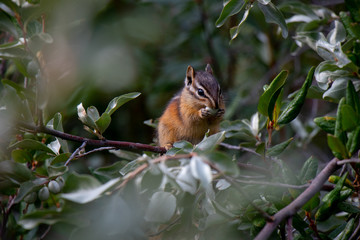 Canadian chipmunk is such a cute animal, Canadian Rockies, Kananaskis Country, Canada, Alberta province