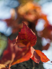 Autumn foliage in closeup