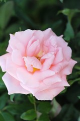 Beautiful roses is blooming in the garden