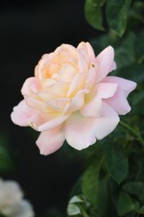 Beautiful roses is blooming in the garden