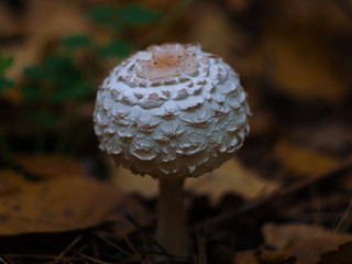 A ball of pale toadstool in the autumn forest