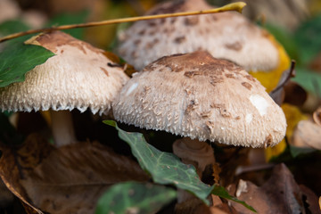 Shaggy Parasol Mushrooms Growing in Late Autumn